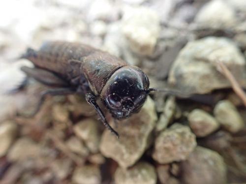 Gryllus campestris